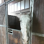 Photo n°21 de l'avis de La.a fait le 15/08/2018 à 07:11 sur le  Agriturismo al Ranch à Budoia