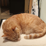 Photo n°4 de l'avis de Kuni.u fait le 25/02/2024 à 18:02 sur le  Katzentempel Hamburg Hafencity à Hamburg