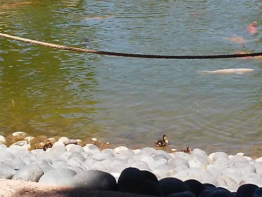 Park «Margaret T. Hance Park», reviews and photos, 67 W Culver St, Phoenix, AZ 85003, USA