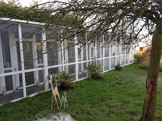 Yeovil Deluxe Cattery