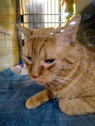 Pet Supply Store «PetSmart», reviews and photos, 637 Woodbury Glassboro Rd, Sewell, NJ 08080, USA