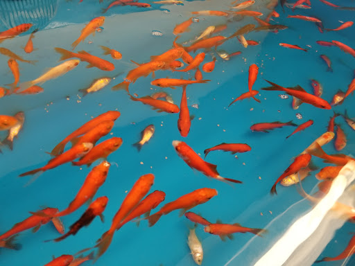 Pet Supply Store «PetSmart», reviews and photos, 2500 Posner Blvd, Davenport, FL 33837, USA