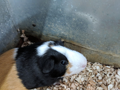 Pet Store «Jules Pet Shop», reviews and photos, 2214 N Milwaukee Ave, Chicago, IL 60647, USA