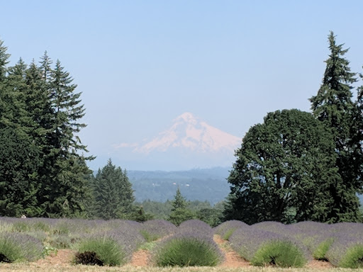 Farm «Oregon Lavender Farm», reviews and photos, 20949 S Harris Rd, Oregon City, OR 97045, USA