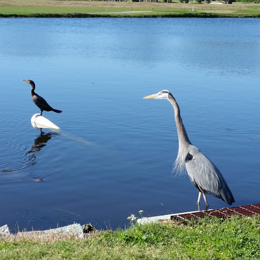 Golf Course «The Tides Golf Club», reviews and photos, 11832 66th Ave N, Seminole, FL 33772, USA