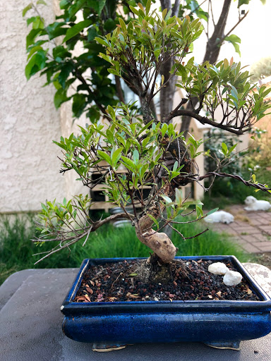 Bonsai plant supplier Garden Grove