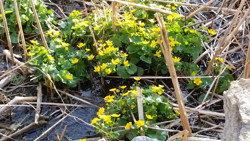 Nature Preserve «Bruce Vento Nature Sanctuary», reviews and photos, 4th St E, St Paul, MN 55106, USA