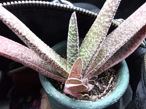 Supermarket «ALDI», reviews and photos, 1235 E St Georges Ave, Roselle, NJ 07203, USA