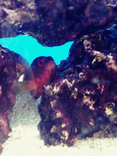 Pet Supply Store «Petco Animal Supplies», reviews and photos, 1719 York Rd, Lutherville, MD 21093, USA