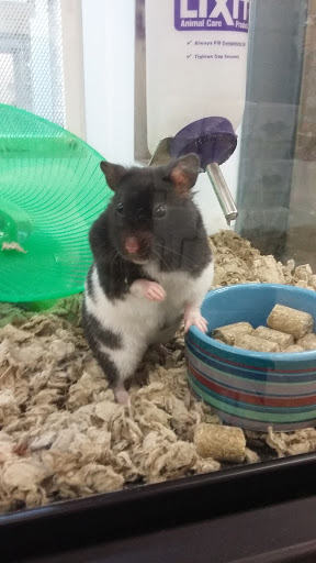 Pet Supply Store «Petco Animal Supplies», reviews and photos, 717 SE Geary St #101, Albany, OR 97321, USA