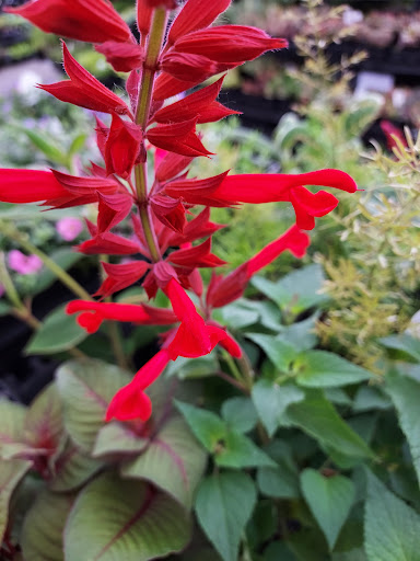 Animal Feed Store «Wilco Farm Store», reviews and photos, 815 W Main St, Battle Ground, WA 98604, USA