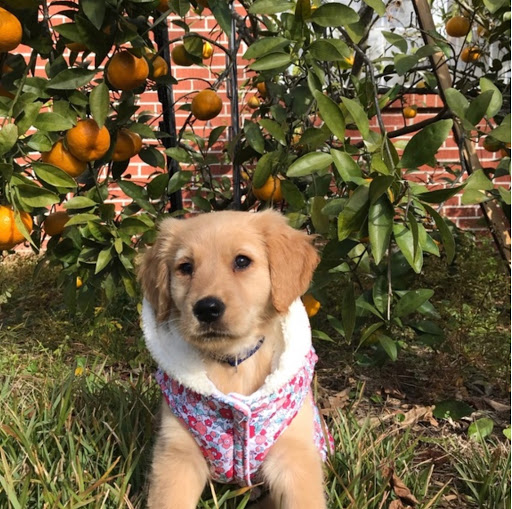 Pet Groomer «The Groom Room», reviews and photos, 1180 Long Hollow Pike, Gallatin, TN 37066, USA