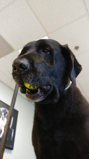 Pet Groomer «Hair Of The Dog», reviews and photos, 10850 W Laraway Rd STE 3E, Frankfort, IL 60423, USA