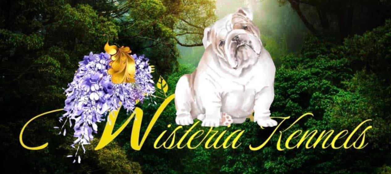 Wisteria Kennels & Pet Transportaion