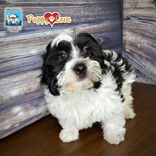 Pet Store «Puppy Love», reviews and photos, 4802 Valley View Blvd NW Uf290, Roanoke, VA 24012, USA
