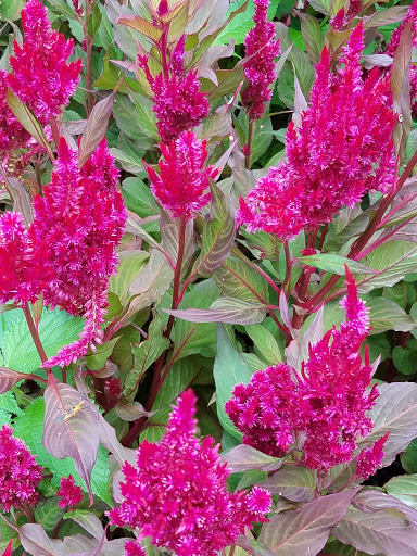 Botanical Garden «Brookgreen Gardens», reviews and photos, 1931 Brookgreen Garden Dr, Murrells Inlet, SC 29576, USA