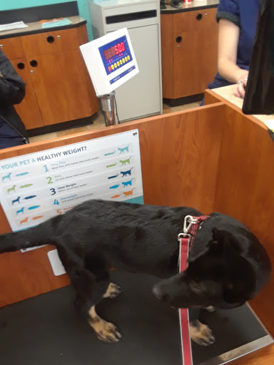 Pet Supply Store «PetSmart», reviews and photos, 315 Gellert Blvd, Daly City, CA 94015, USA