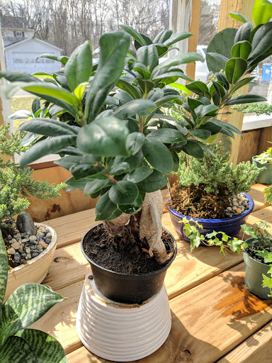 Florist «Richards Flower Shop», reviews and photos, 1312 N Mantua St, Kent, OH 44240, USA