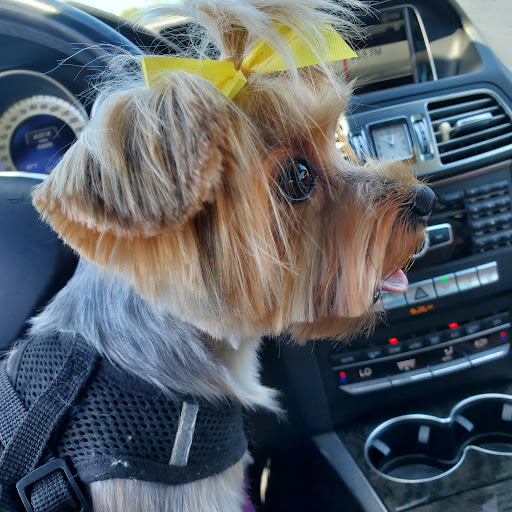 Pet Supply Store «Bark Avenue», reviews and photos, 4781 Granite Dr, Rocklin, CA 95677, USA