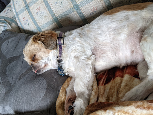 Morenci Veterinary Clinic image