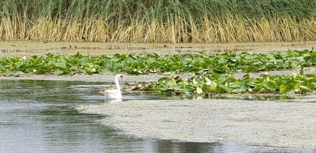 Delta hotel, Waterfront Tulcea, near, Tulcea, România