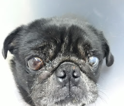 Medical Pets Clínica Avanzada Prados Agua Azul photo