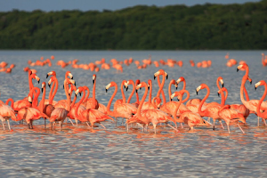 Flamingo Tours image