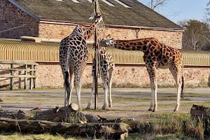 The Islands at Chester Zoo image