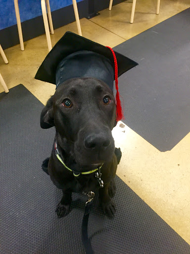 Pet Supply Store «PetSmart», reviews and photos, 11132 Abercorn St, Savannah, GA 31419, USA