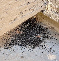 Next Level Scorpion and Pest Control - Photo 3 - Car repair in , Mesa