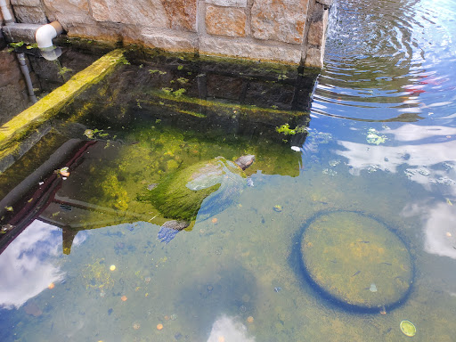 Asian Grocery Store «MT Supermarket», reviews and photos, 10901 N Lamar Blvd G, Austin, TX 78753, USA