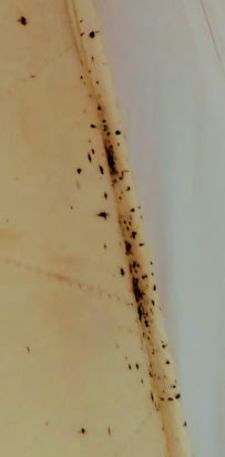 All Out Bed Bug Exterminators NYC - Photo 8 - Car repair in New York, NY, Manhattan