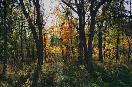 Nature Preserve «Jurgensen Woods Nature Preserve», reviews and photos, 183rd St, Lansing, IL 60438, USA