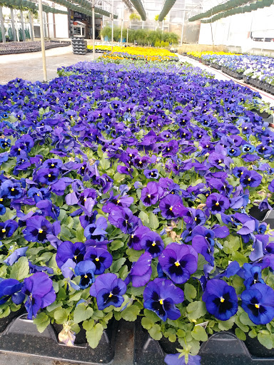 Florist «Robben Florist & Garden Center», reviews and photos, 352 Pedretti Ave, Cincinnati, OH 45238, USA