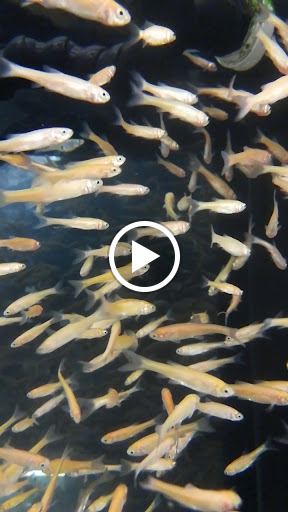 Pet Supply Store «Pet Supplies Plus», reviews and photos, 3060 N Lewis Ave, Waukegan, IL 60087, USA