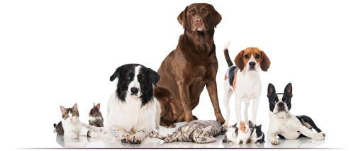 Belle River Animal Clinic image