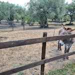 Photo n°35 de l'avis de Nicole.o fait le 09/06/2020 à 14:21 sur le  Agriturismo Su Leunaxiu à Soleminis