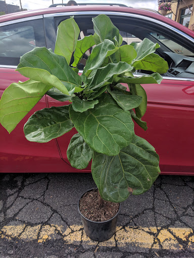 Florist «Cityside Flowers - Metropolitan Wholesale», reviews and photos, 285 N Midland Ave, Saddle Brook, NJ 07663, USA