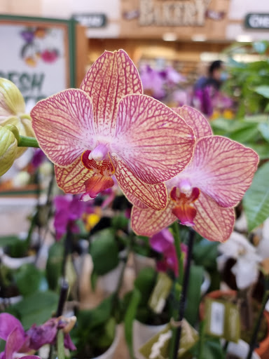 Health Food Store «Sprouts Farmers Market», reviews and photos, 24285 Magic Mountain Pkwy, Valencia, CA 91355, USA