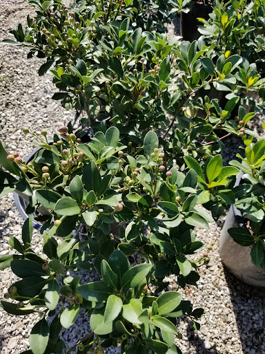 Plant Nursery «Guerin Nursery and Boutique», reviews and photos, 1418 Fall Creek Hwy, Granbury, TX 76049, USA