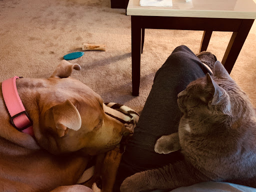 Pet Supply Store «Pet Supplies Plus», reviews and photos, 1510 Scranton Carbondale Hwy, Scranton, PA 18508, USA