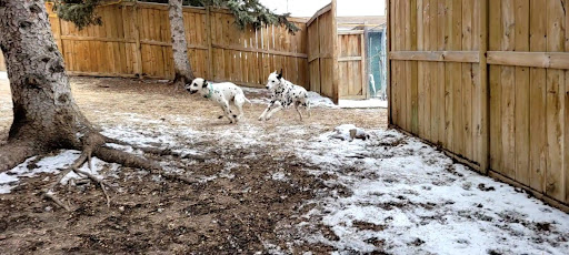 Springfield Kennels