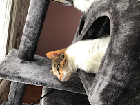 Country Roads Pet Resort - Photo 6 - Car repair in Charleston, WV, Charleston