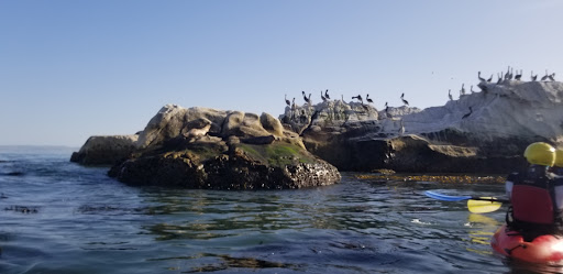 Surf Shop «Pismo Beach Surf Shop», reviews and photos, 470 Price St, Pismo Beach, CA 93449, USA