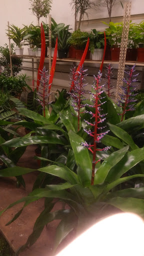 Florist «Portland Flower Market», reviews and photos, 3624 N Leverman St, Portland, OR 97217, USA