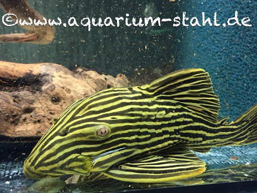 Aquarium Stahl Zierfischhandel unter Rangendingen, 