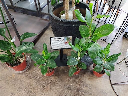 Gift Shop «Blue Hills Nursery & Gift Shop», reviews and photos, 16440 Whittier Blvd, Whittier, CA 90603, USA