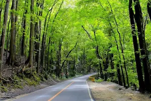 Bilar Man-Made Forest image