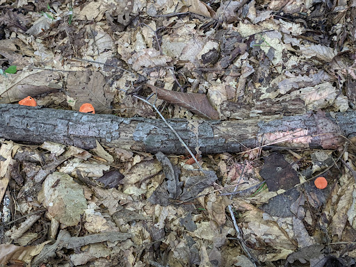 State Park «Natchez Trace State Park», reviews and photos, 24845 Natchez Trace Rd, Wildersville, TN 38388, USA