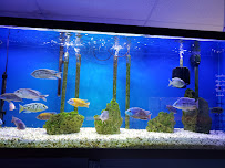 About Fish Inc - Photo 8 - Car repair in Westminster, CO, Denver